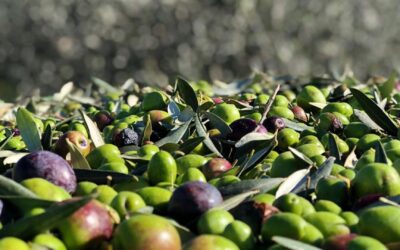 RACCOLTA DI OLIVE CARBONCELLA