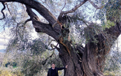 L’ULIVONE DI CANNETO IL PIÙ ANTICO D’EUROPA UNA TESTIMONIANZA DELLA NOSTRA STORIA