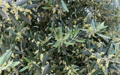 La fioritura dell’olivo